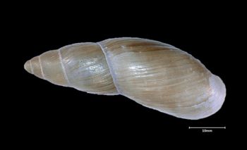 Media type: image;   Malacology 32448 Aspect: dorsal